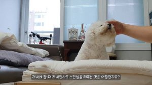 강아지 입양 후, 주인이 후회하는 가장 흔한 실수 15가지!【강아지 키우기│강아지 입양│강아지 애정표현】