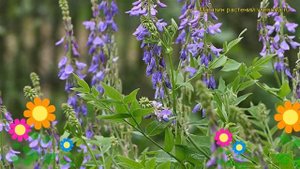 Смесь сидератов Козлятник. Краткий обзор, описание характеристик, где купить семена