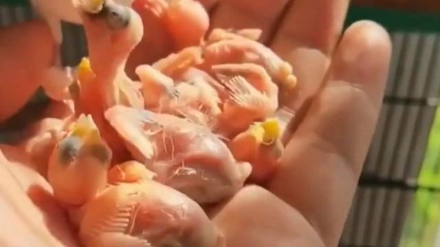 java finch complete information in urdu/hindi I java sparrow information #javafinchbird #javabirds смотреть онлайн