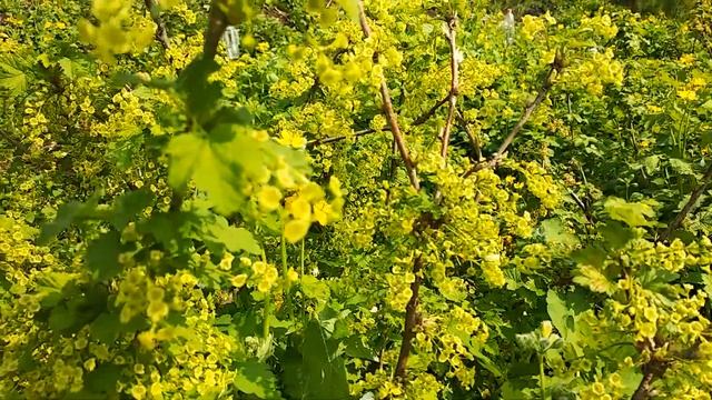 Как цветет белая и красная смородина / Звуки сада смотреть онлайн