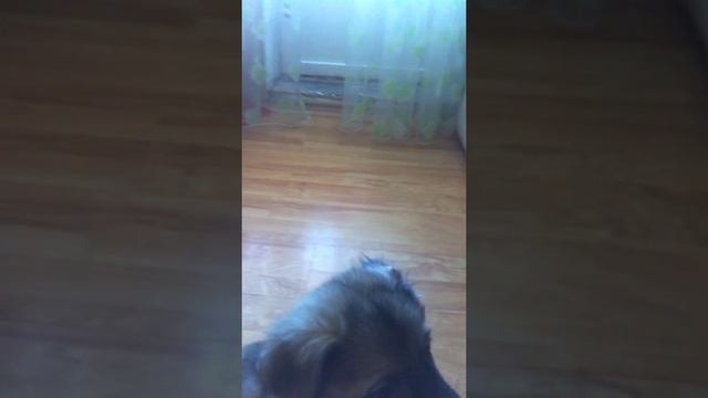 Метис Хаски и Овчарки смотреть онлайн