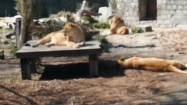 Калининградский зоопарк. Киски. смотреть онлайн