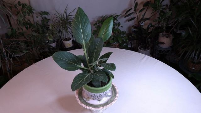 Ficus benghalensis 'Audrey' Care: What to Know смотреть онлайн