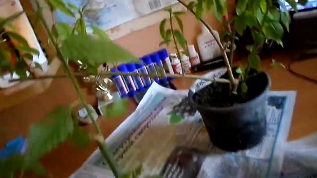 Форзиция вариегатная, керрия, мушмула, магнолия звездчатая смотреть онлайн