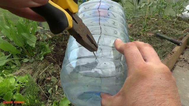 Элементарный капельный полив пластиковыми бутылками в теплице за 5 минут своими руками