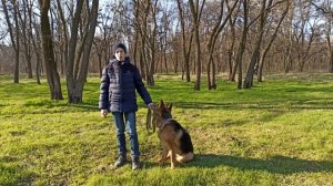 Как научить собаку команде Лежать. Дрессировка собак.