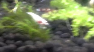 Тайвани креветки получаются золотые почему-то!.mp4