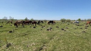 Как бороться с оводом??? Кто знает?