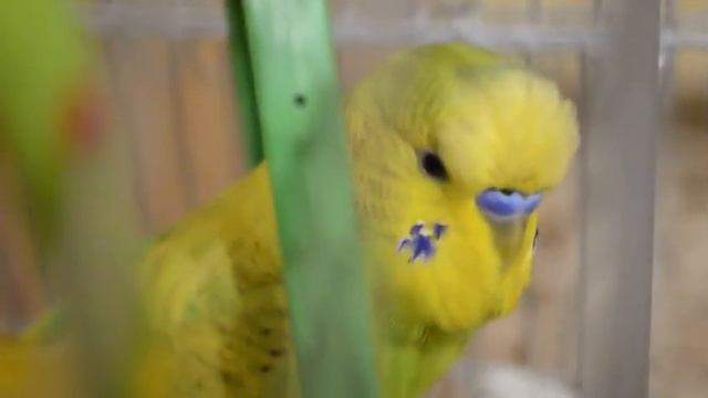 Попугай говорит без остановки: Гоша хороший, давай цем, любимая птичка смотреть онлайн