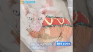 Лысые кошки