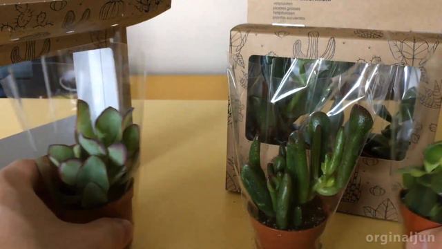 Awesome Succulents Haul смотреть онлайн
