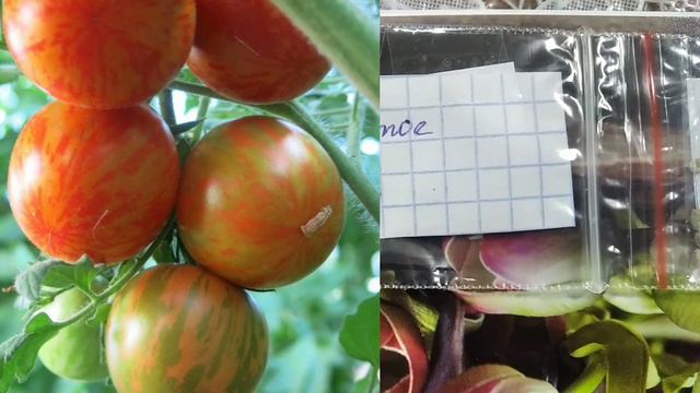 Коллекционные сорта томатов на 2022 год🍅🍅🍅