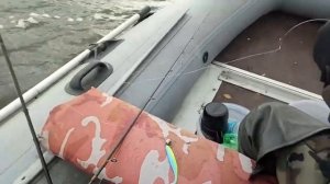 Калининградский залив -судак -отличный отдых!!!