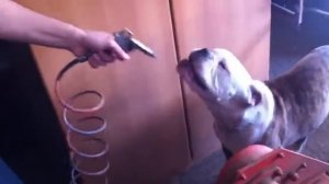Видео-прикол - бульдог + пневматический пистолет