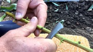 Как вырастить саженец персика с нуля!!! Все секреты!!!