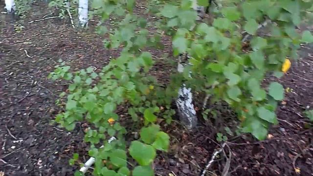 Поездка за грибами 2023. Разграбленное гнездо диких пчел. Набрали молоденьких груздочков. Часть 2 смотреть онлайн