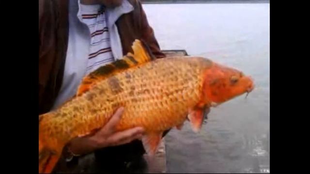 Отпускаем карпа кои смотреть онлайн