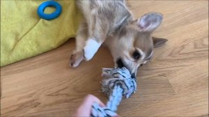 VLOG: Первый день щенка корги дома / Как щенок переживает переезд в новую семью?