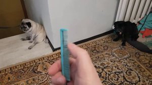 Мопс рыгает на расческу