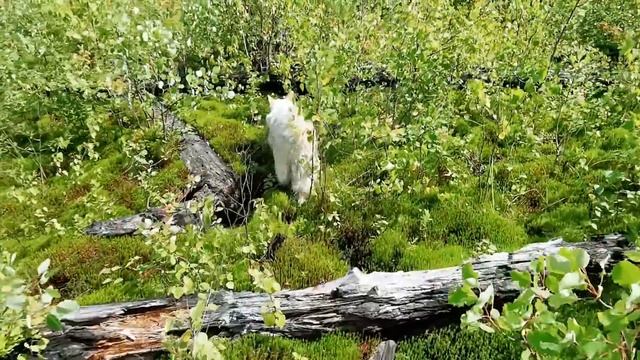 Пошли за грибами в лес смотреть онлайн