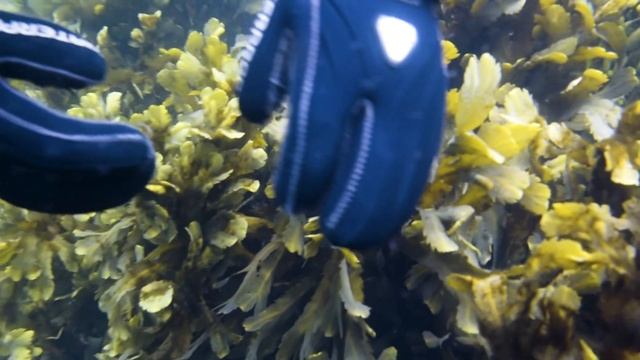 Experience the underwater world of Saltstraumen смотреть онлайн