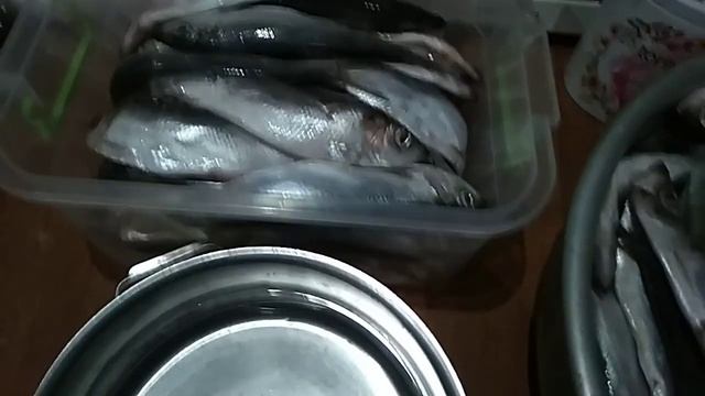 Соленая салака, селедка, скумбрия, как из магазина, рецепт .mp4
