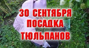 30 сентября. Высаживаем тюльпаны.mp4