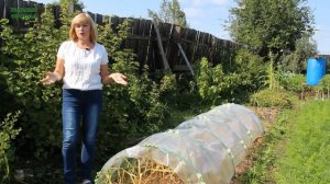 ОЗИМЫЙ ЧЕСНОК! ВСЕ ЭТАПЫ ВЫРАЩИВАНИЯ с весны до осени! Советы от ЗЕЛЕНОГО ОГОРОДА!