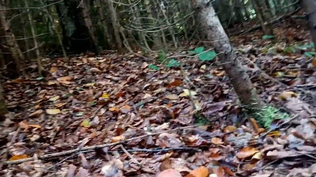 Велетні гриби у високогір'ї Карпат. Щасливе закінчення сьогоднішніх пригод. смотреть онлайн