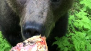 Bear chasing pizza. Bear runs after a man. Meanwhile in russia