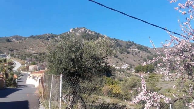 13 января 2019...Цветёт миндаль🎄 смотреть онлайн