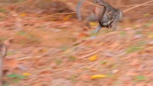 Help us please king! just small kidnapper monkey one so hurt, pity scared baby monkey need rescue