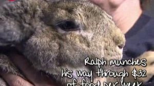 Conheçam Ralph, o maior coelho do mundo 55 quilos