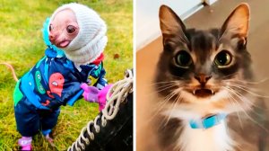 Популярное из Тик Ток (124 часть)