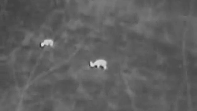 FLIR Scout TK Wärmebildkamera im Jagdeinsatz an der Kirrung смотреть онлайн