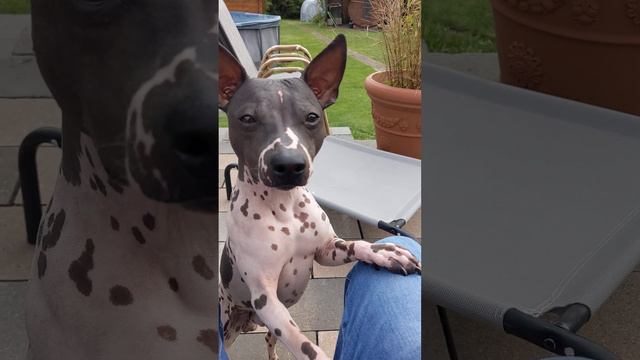 Cooper is keen on daddy's food | American hairless terrier