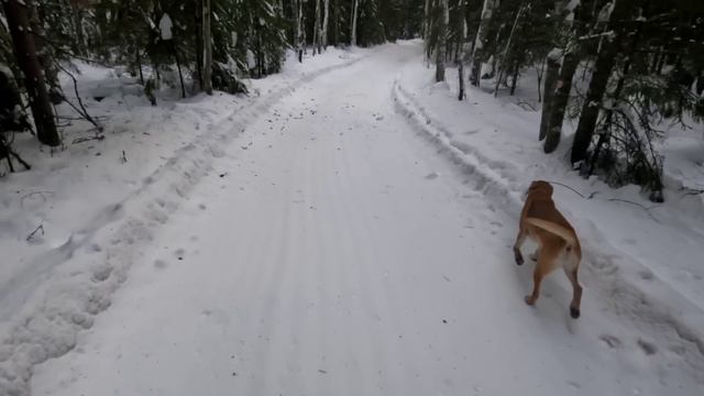17.12.23. Охота на зайца с русским гончим Баяном. смотреть онлайн