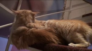 Мейн куны   отец и сын 3 мес  1