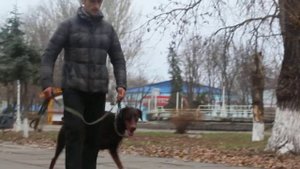 Дрессировка добермана