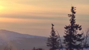 За косачами без ружья