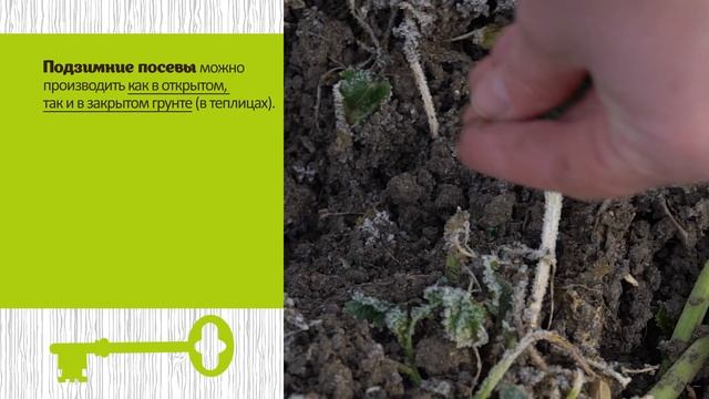 Посевы овощей под зиму. Советы агронома