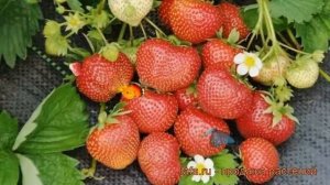 Земляника садовая Сударушка (fragaria ananassa) ? обзор: как сажать, саженцы земляники Сударушка