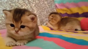 Британские золотые тикированные шиншиллы