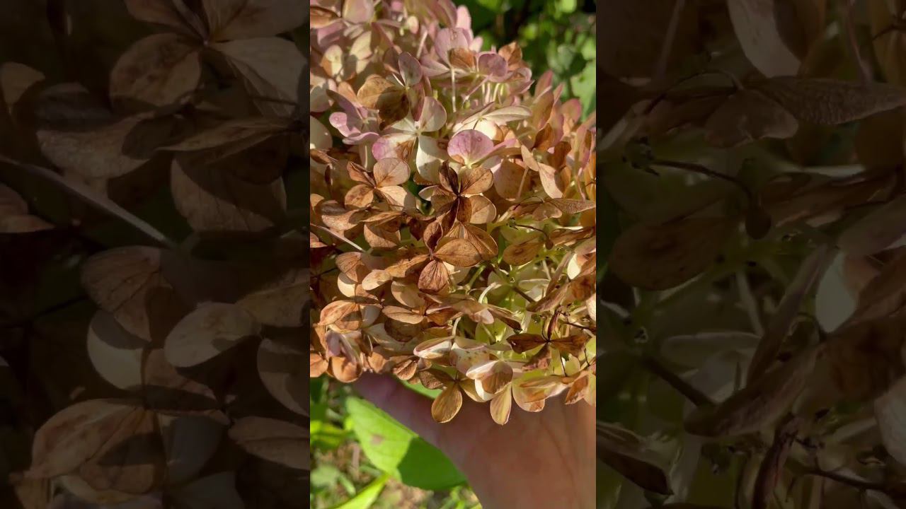 Никогда не делайте таких ошибок с метельчатыми гортензиями #гортензии #гортензияметельчатая