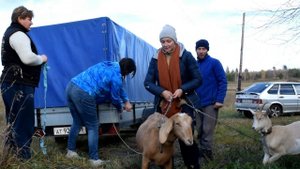 К черту все! Продали коз! Продолжается ли стройка?. Она ждала этого вечность.