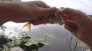 Рыбалка на матчевую снасть без секретов