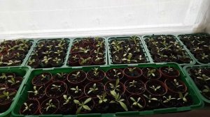 Эустома из семян , вырастим в домашних условиях . Eustoma .