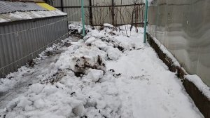 Виноград Подмосковья 24.11.2022. Укрытие винограда на зиму в открытом грунте и теплице