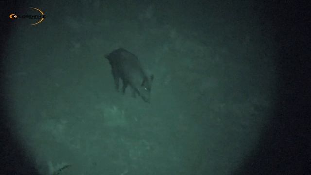 ANA'S FIRST EXPERIENCE, infiray HOLO hl25B ( bowhunting ) смотреть онлайн