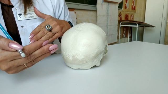 Размеры черепа. Краниометрическмй индекс. Формы черепа в зависимости от индекса.